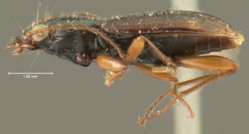 Media type: image;   Entomology 16294 Aspect: habitus lateral view